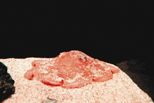 深海のアイドル「メンダコ」 サンシャイン水族館で展示：東京新聞デジタル