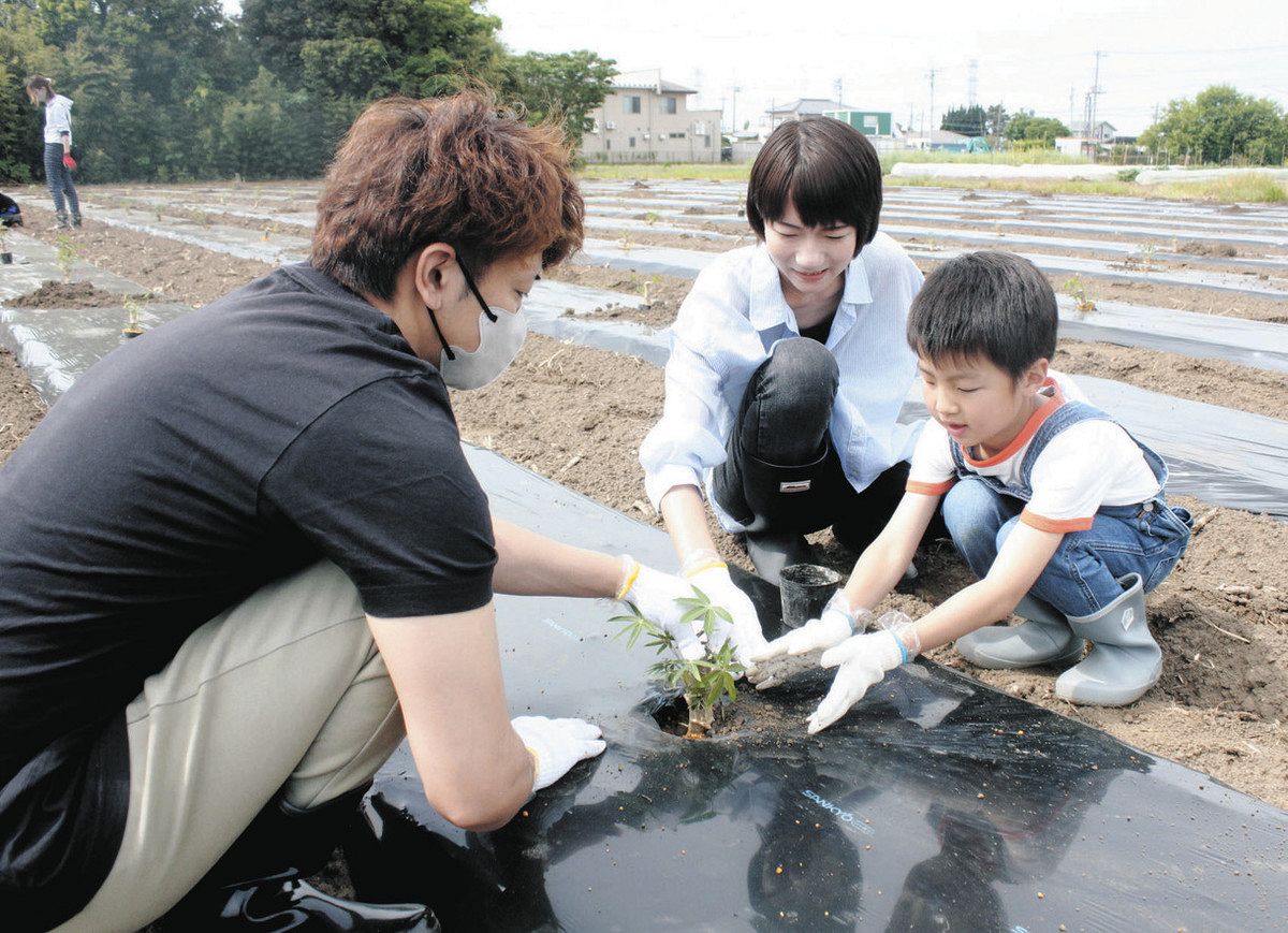 キャッサバ普及へ 大きくなーれ タピオカ、バイオマス燃料の原料 太田市で苗植え付け体験会：東京新聞 TOKYO Web