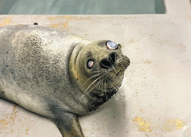 国内最高齢47歳、ゴマフアザラシの「天洋1」老衰で死ぬ 新江ノ島水族館