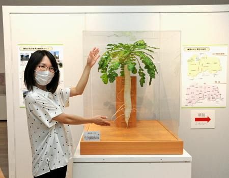 練馬大根の歴史を紹介