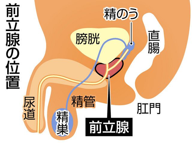 男性の前立腺がん 50代以降に増加 血液検査で早期発見 初期は自覚症状なく 東京新聞 Tokyo Web 男性の前立腺がん 50代以降に増加 血液検査で早期発見 初期は自覚症状なく 東京新聞 Tokyo Web