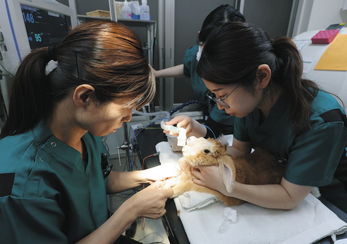 命守る「エキゾチック病院」でウサギの手術が始まった…忙しい日常に