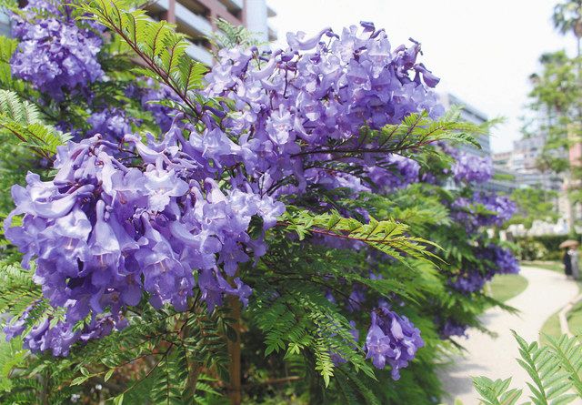 ラッパのような形をした青紫色の花を咲かせたジャカランダ＝熱海市東海岸町で
