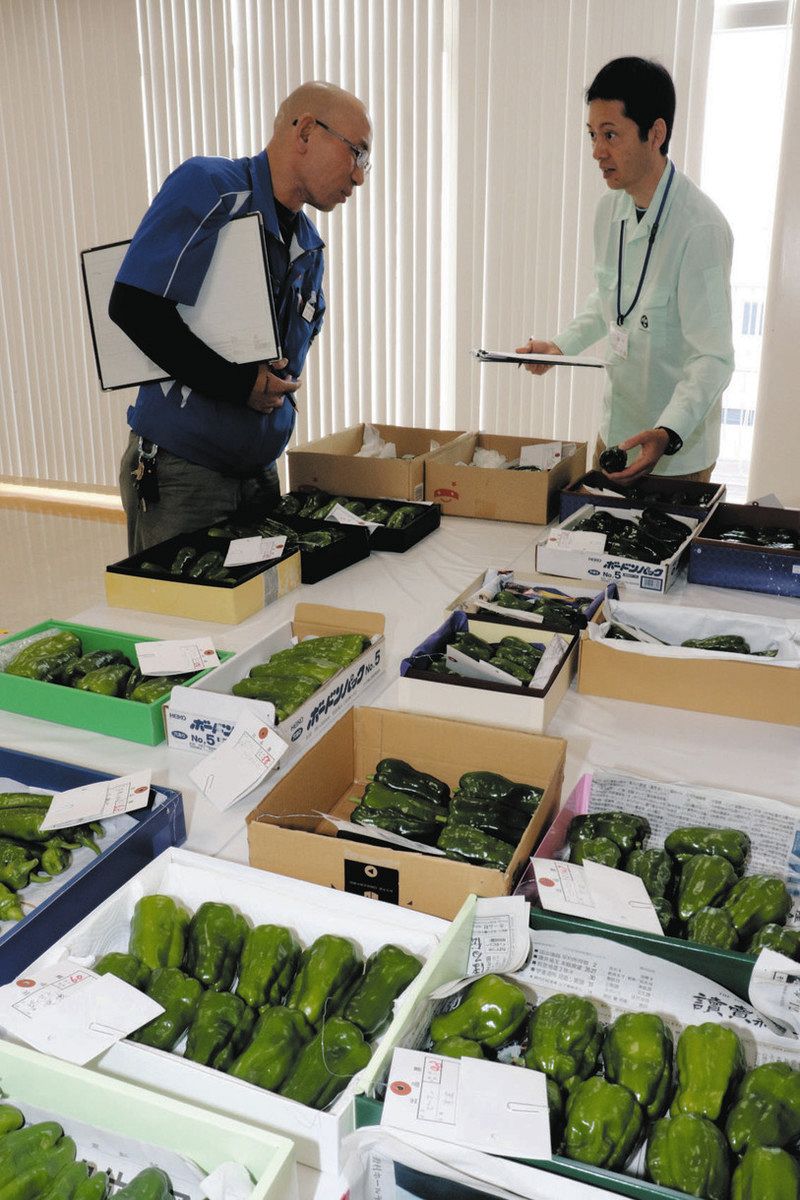 川崎産・自慢の夏野菜ずらり 宮前でJA品評会 24品目170点：東京新聞