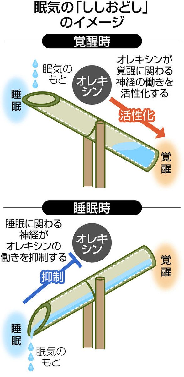 睡眠学 ウェアラブル睡眠ドック「Hypnos ヒプノス」 │ メディメッセ桜十字