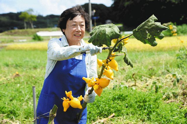 館山でカナリアナス出荷 黄金色の縁起物 収穫ピーク 東京新聞 Tokyo Web