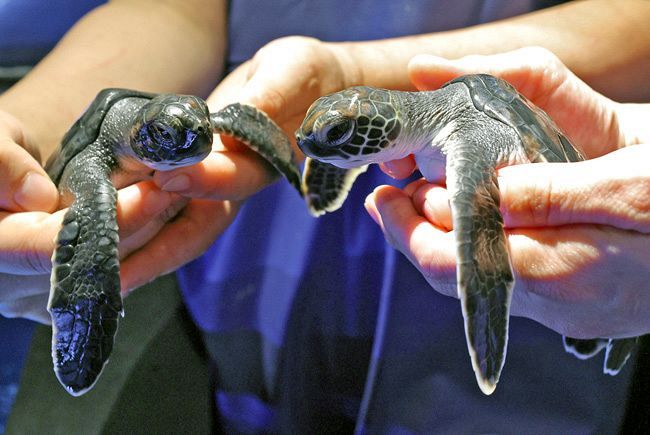 アオウミガメの赤ちゃん公開：東京新聞デジタル