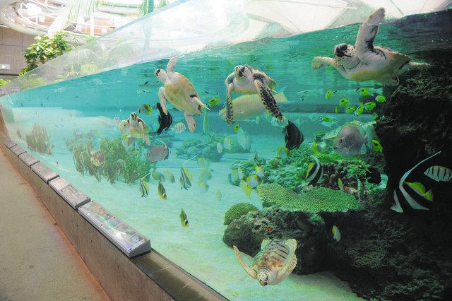 鴨川シーワールド内で飼育されているアカウミガメの子どもたち＝鴨川市で
