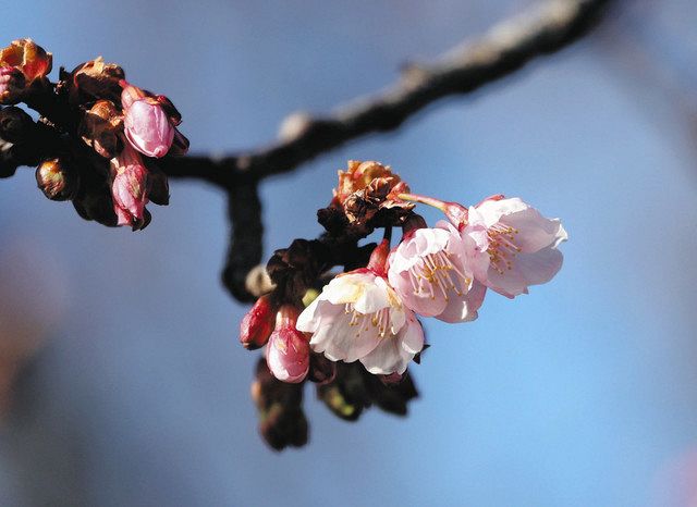 日立紅寒桜ほころぶ 茨城・かみね公園:東京新聞デジタル 日立紅寒桜ほころぶ 茨城・かみね公園:東京新聞デジタル