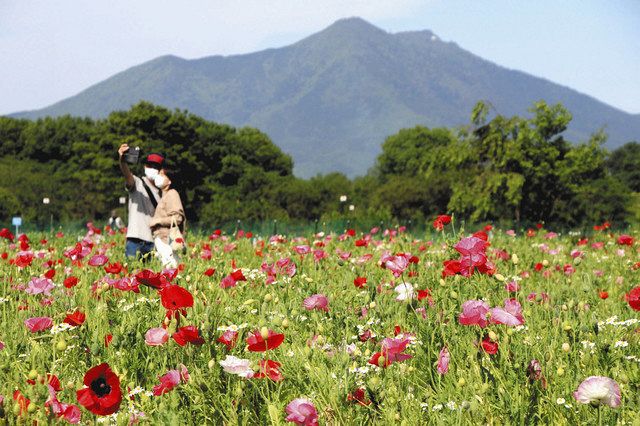 下妻 小貝川ふれあい公園で見頃 筑波山を背にポピー鮮やか 東京新聞 Tokyo Web