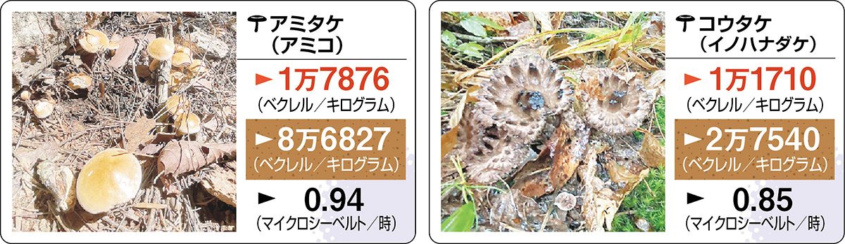 食用キノコのセシウム汚染の現状は？ 東京電力福島第1原発事故から12年