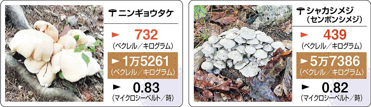 食用キノコのセシウム汚染の現状は？ 東京電力福島第1原発事故から12年