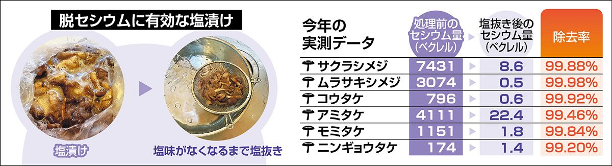 食用キノコのセシウム汚染の現状は？ 東京電力福島第1原発事故から12年8カ月 福島県飯舘村で調査 2023年秋【動画】：東京新聞 TOKYO Web