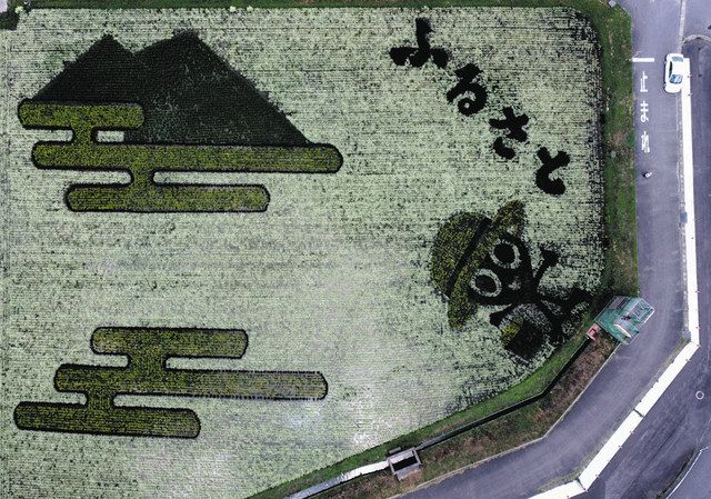 比べてみたら＞田んぼアート（下）：東京新聞デジタル