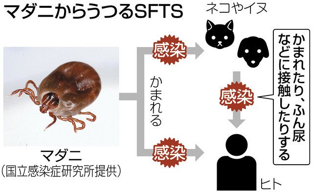 動物の感染症 動物の感染症 | 明石博臣 |本 | 通販 | Amazon