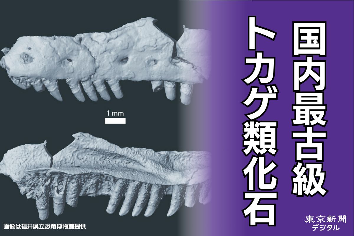 恐竜時代の生態系知る手がかり、国内最古級のトカゲ類化石が