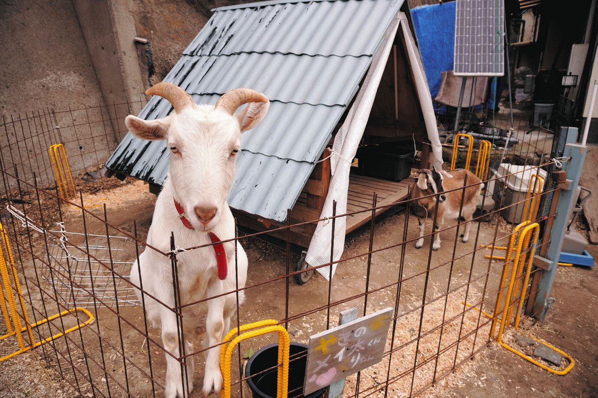 人生、みちくさも必要 心を休めるヤギ活 横須賀で体験 散歩やえさやり