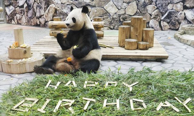 生きもの編 パンダの良浜 20歳になったよ 東京新聞 Tokyo Web 生きもの編 パンダの良浜 20歳になったよ 東京新聞 Tokyo Web