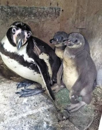 フンボルトペンギン幼鳥を公開 桐生が岡動物園 東京新聞 Tokyo Web