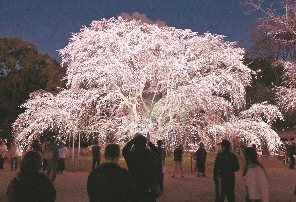 六義園 の しだれ 桜