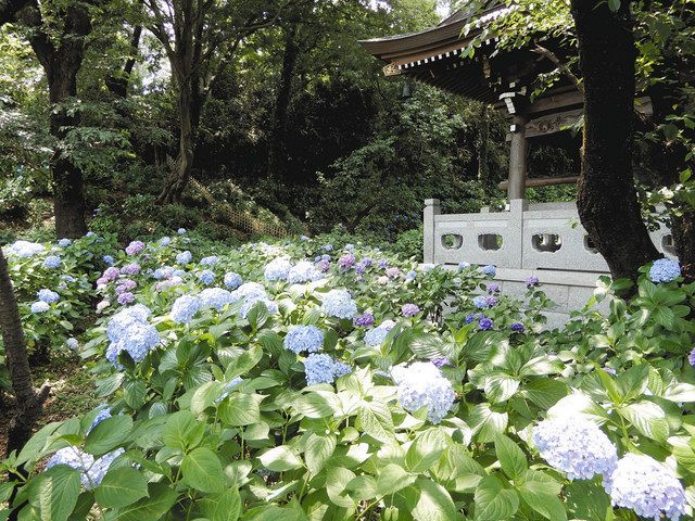 父の日 アジサイの癒やし 多摩 妙楽寺で日 まつり 感染対策徹底し2年ぶり 東京新聞 Tokyo Web
