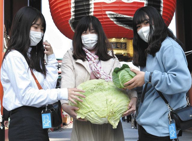 伝統野菜 札幌大球 巨大キャベツ 浅草登場 直径４０センチ 重さ１４キロ 雷門前でｐｒ 東京新聞 Tokyo Web