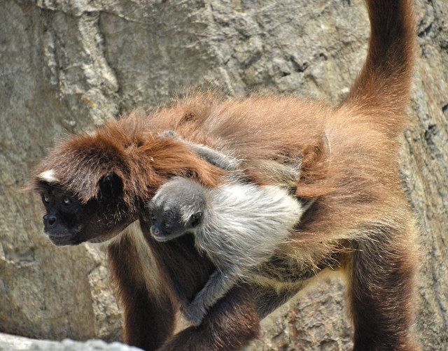 サルの赤ちゃん すくすく 熱帯雨林生息の2種類 江戸川区自然動物園 東京新聞 Tokyo Web