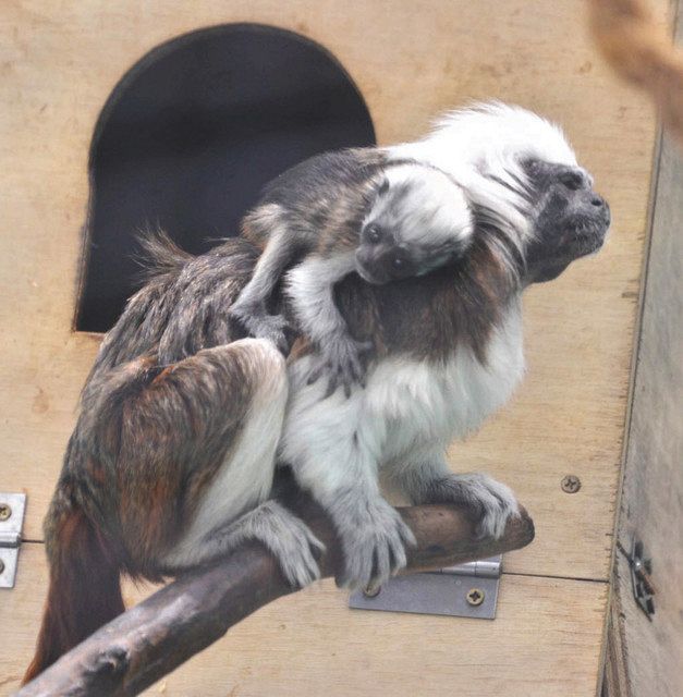 サルの赤ちゃん すくすく 熱帯雨林生息の2種類 江戸川区自然動物園 東京新聞 Tokyo Web