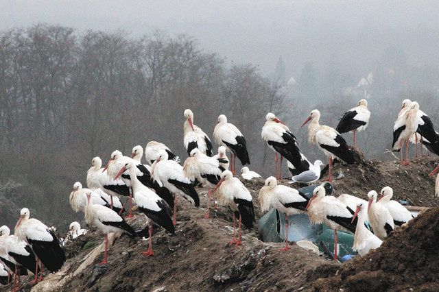 本能を忘れた コウノトリ ごみの山に群れる冬 動画あり 東京新聞 Tokyo Web