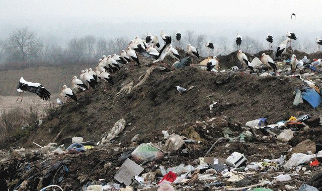 昨年12月、フランス北東部ストラスブール郊外で、廃棄物処分場に集まるコウノトリ
