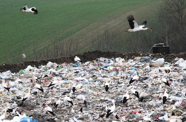 コウノトリが飛び交うストラスブール郊外の廃棄物処分場