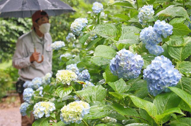 関東地方が梅雨入り 水戸市 保和苑のアジサイ咲き始め 東京新聞 Tokyo Web