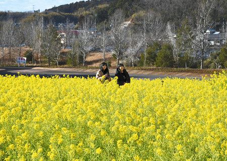 黄色いじゅうたん 春の足音 東京ドイツ村で菜の花見頃 東京新聞 Tokyo Web