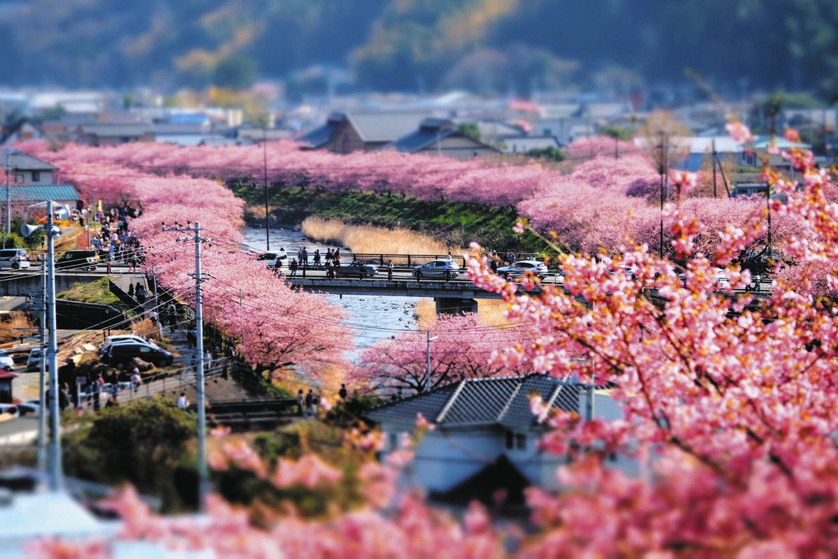 川津桜 