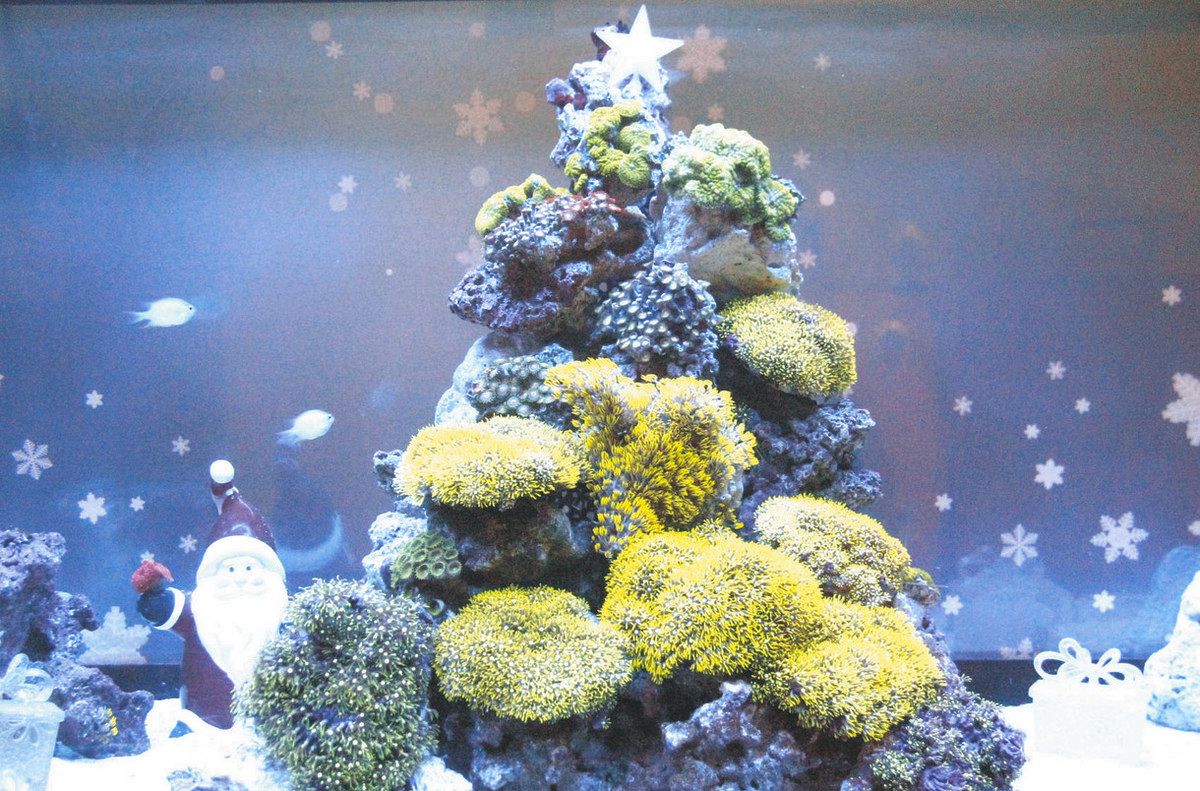 水族館ならでは「サンゴのツリー」 アクアワールドで23日から初登場
