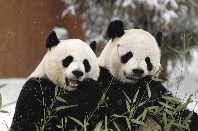 米ワシントンの国立動物園で、貸出の３年延長が決まったメイシャン（左）とティエンティエン＝Ｓｍｉｔｈｓｏｎｉａｎ’ｓ　Ｎａｔｉｏｎａｌ　Ｚｏｏ　ａｎｄ　Ｃｏｎｓｅｒｖａｔｉｏｎ　Ｂｉｏｌｏｇｙ　Ｉｎｓｔｉｔｕｔｅ提供