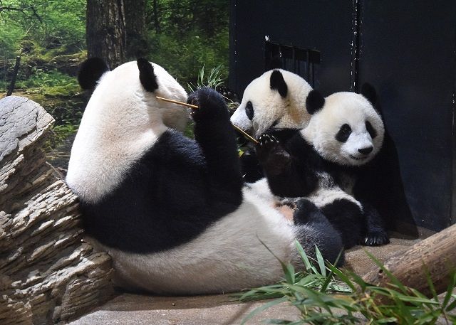 親子で竹をも～ぐもぐ、ごっくん 上野動物園の双子パンダ