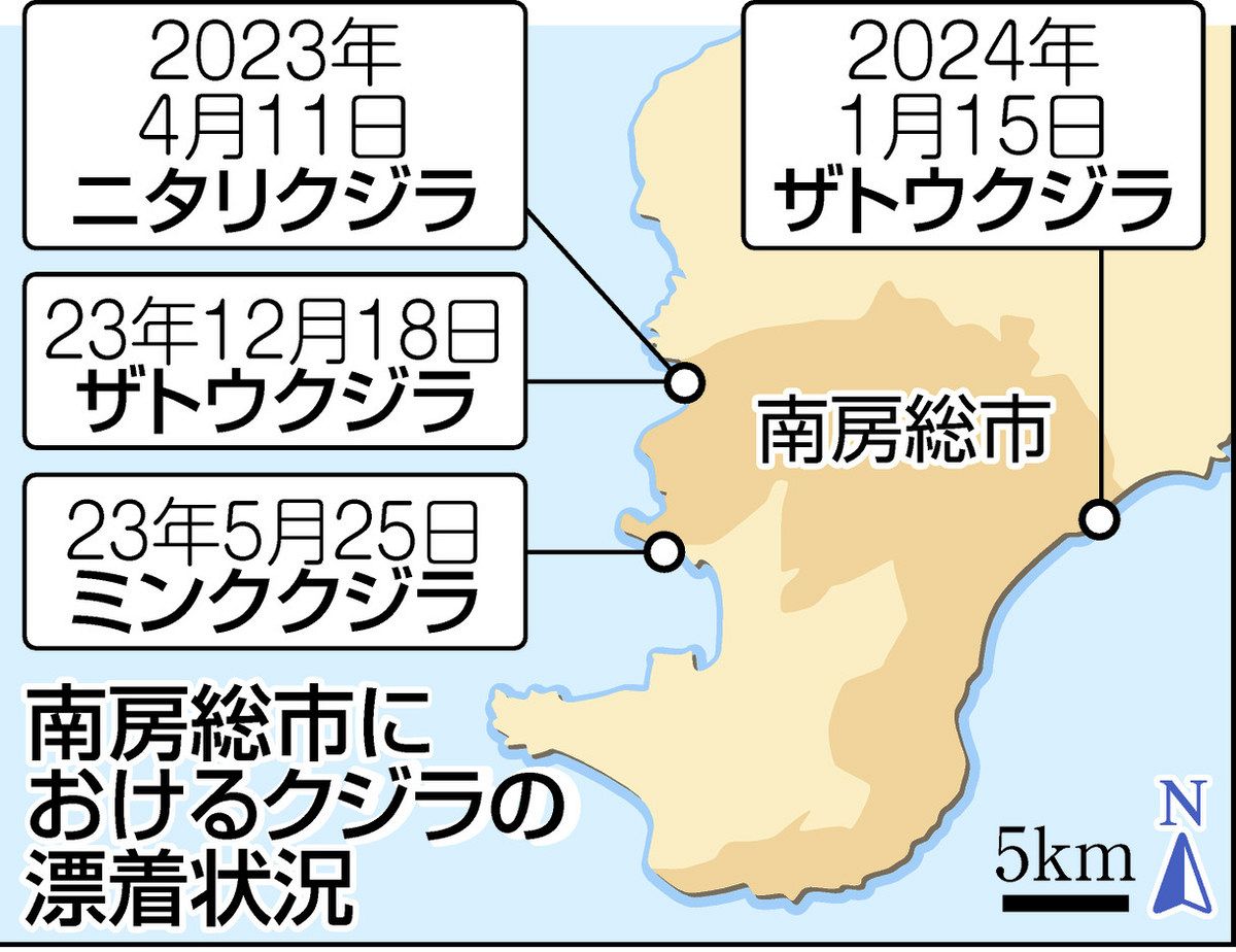 南房総にクジラ漂着の「謎」 23年度は市に4頭目 15日には和田浦で 国立