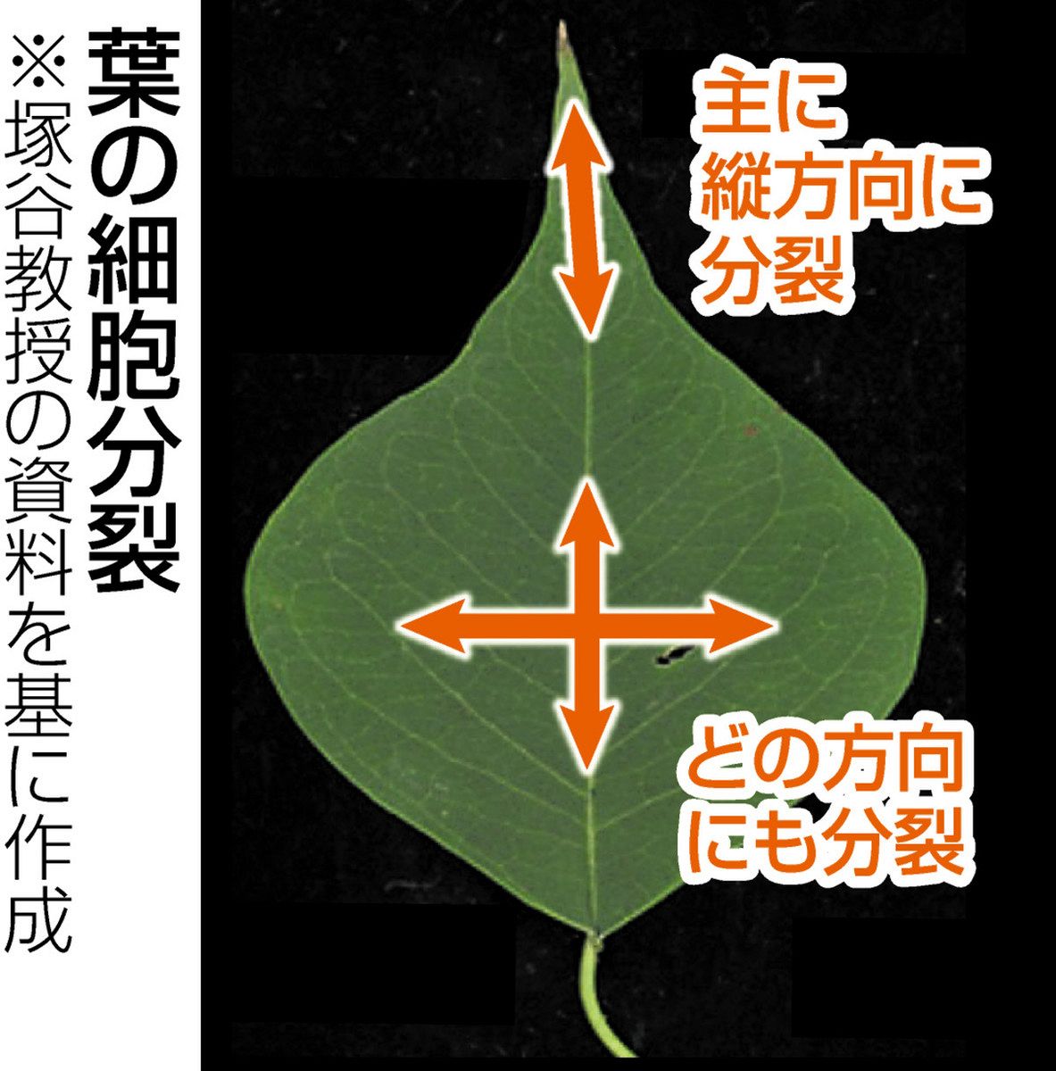 フロンティア発＞とがった葉のつくり方解明：東京新聞デジタル