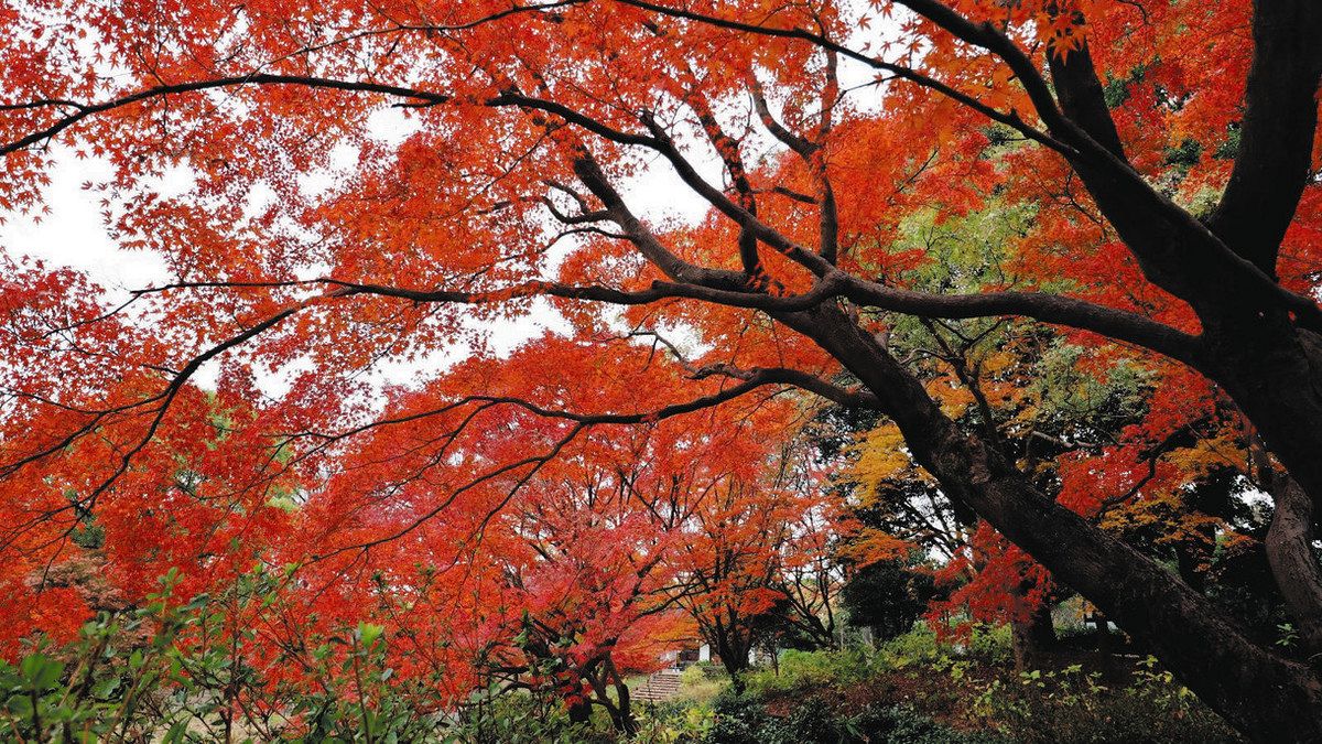 色づくモミジ見上げて 昭和記念公園で紅葉が最盛期：東京新聞デジタル