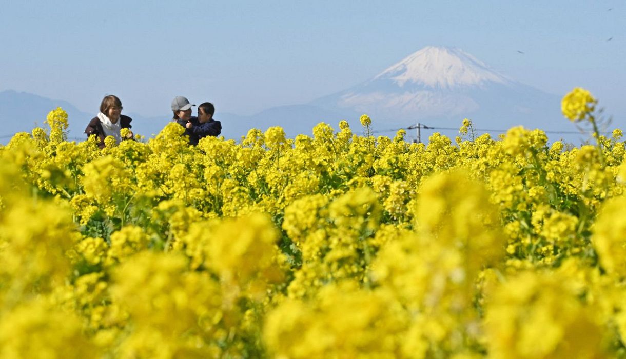 春が来た 菜の花見頃 神奈川・横須賀：東京新聞デジタル