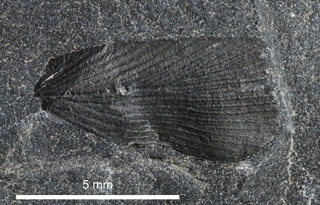 恐竜の足元を多様なゴキブリが走り回っていた!? 白亜紀前期の地層から