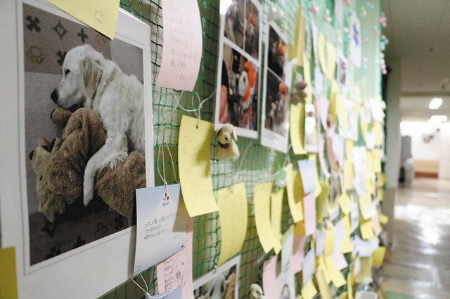 入院の子ども２万人以上を元気づけた犬 ベイリーにまた会える 動画きょうから公開 東京新聞 Tokyo Web