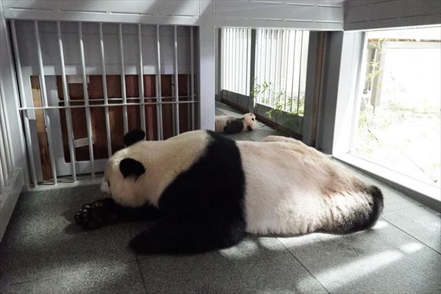 動画】4本足で歩けるようになったよ！ 上野動物園の双子パンダの