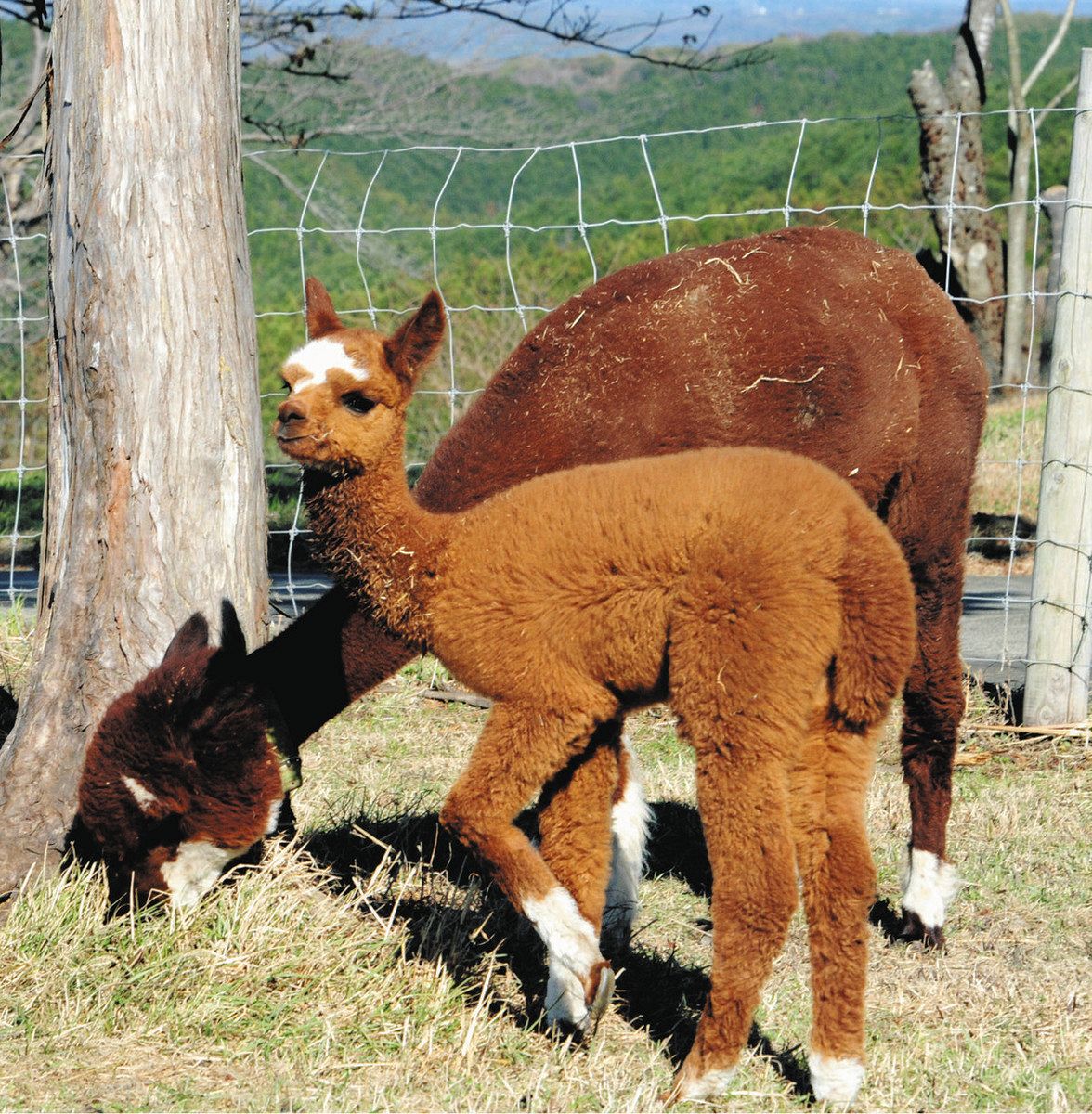 11月に生まれた「アルパカ」赤ちゃんに会える マザー牧場で有料ツアー