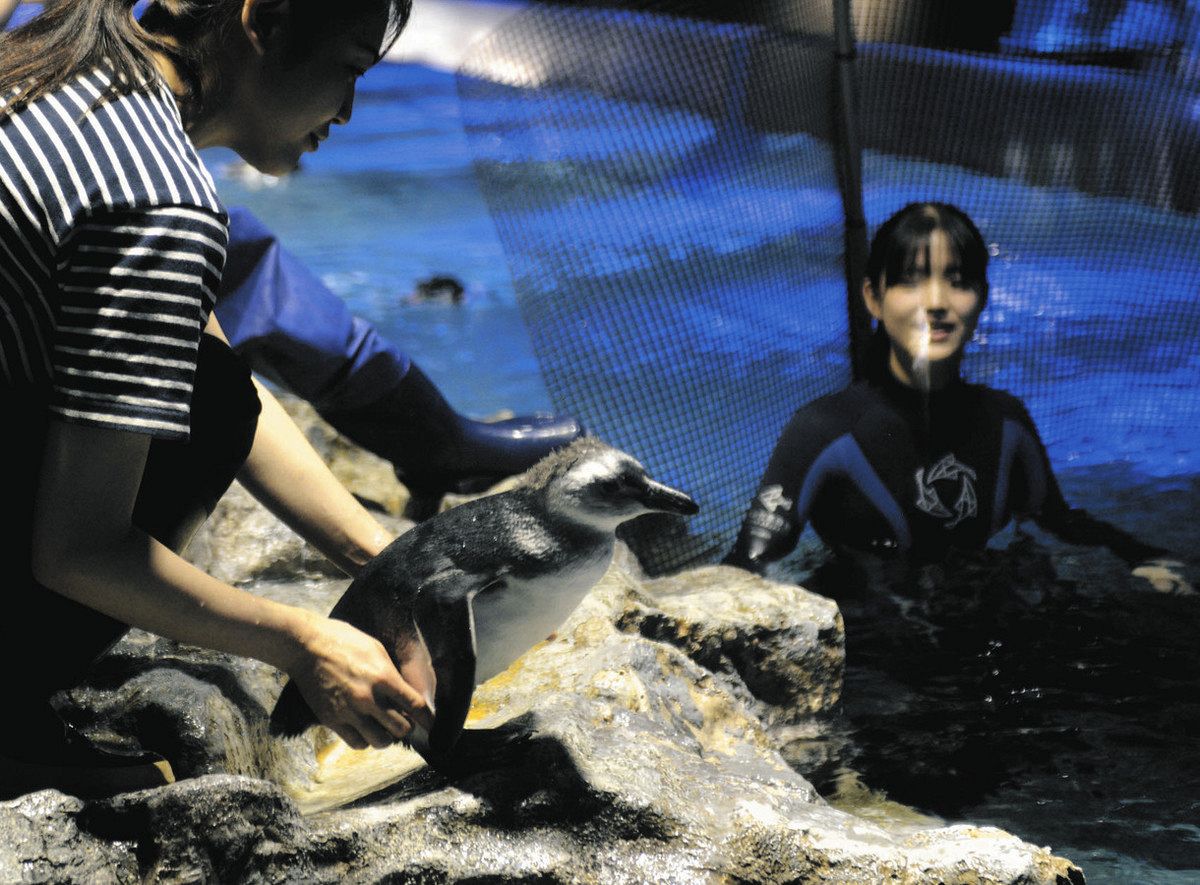 すみだ水族館の子ペンギン、泳ぎ特訓中 きょう「あられ」デビュー