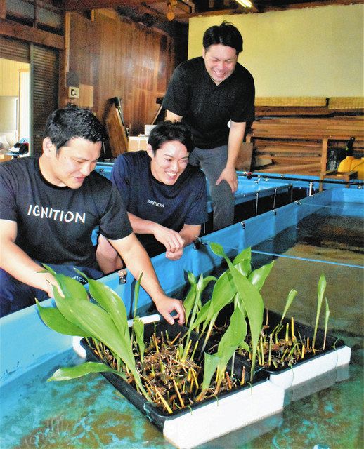 極小の泡でサバ大きく シャワーヘッドのTKSが養殖実験 - 日本