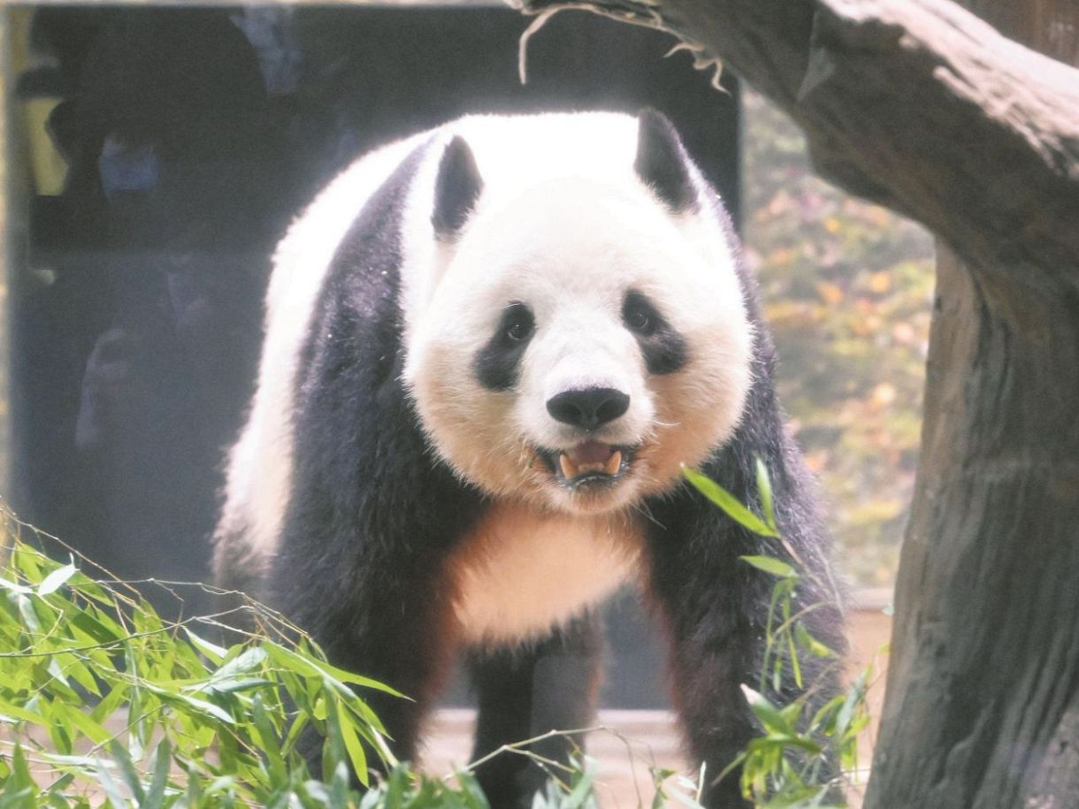 パンダ、本当にお別れなんだ… 上野に集まったファンが惜別の声「幸せに