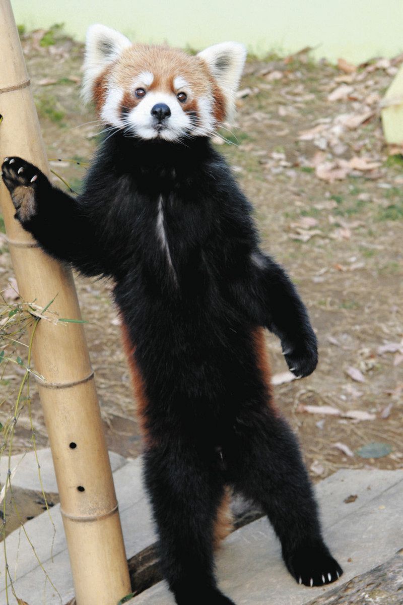 早割シーズン券 レッサーパンダ風太が国内最高齢の21歳に 2本足で立つ姿で ぬいぐるみ