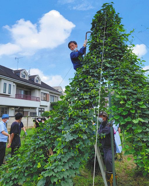 収穫期を迎えたホップを確認するプロジェクトの関係者ら＝いずれも武蔵野市観光機構提供
